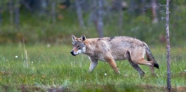 Ulvebestanden i Skandinavia går fortsatt ned